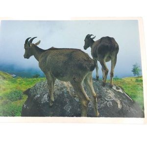 Postcard of 2 Nilgir Tahrs by Salim Pushpanth